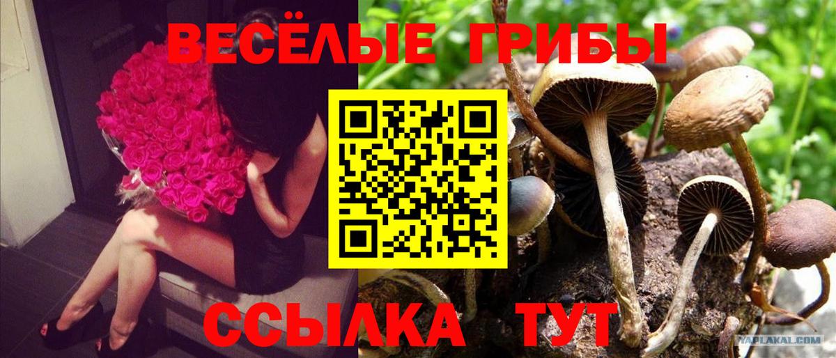 Галлюциногенные грибы GOLDEN TEACHER Анжеро-Судженск